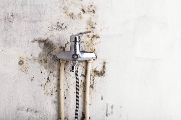 Best Black Mold Remediation in Lla Lla, WA