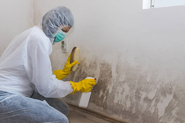 Best Commercial Mold Remediation in Lla Lla, WA