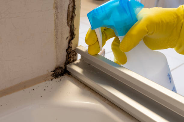 Best Commercial Mold Remediation in Lla Lla, WA