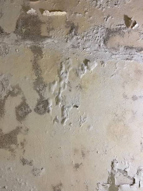 Best Bathroom Mold Remediation in Lla Lla, WA