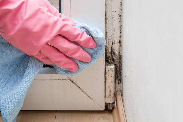 Best Emergency Mold Remediation in Lla Lla, WA